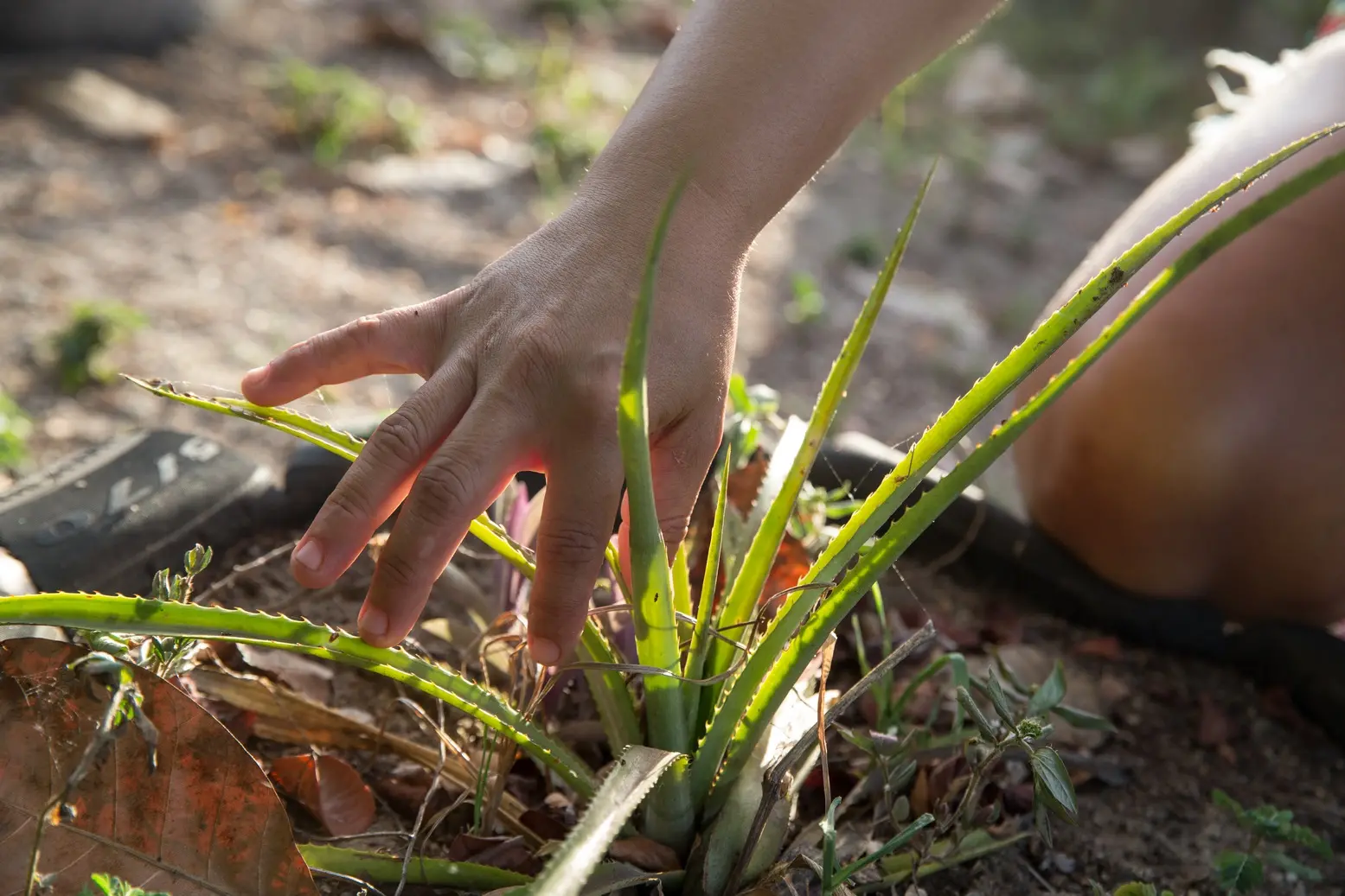 Imagem da notícia: Urânio, agrotóxicos e áreas verdes: Campanha da Fraternidade 2025 tem foco em meio ambiente no CE