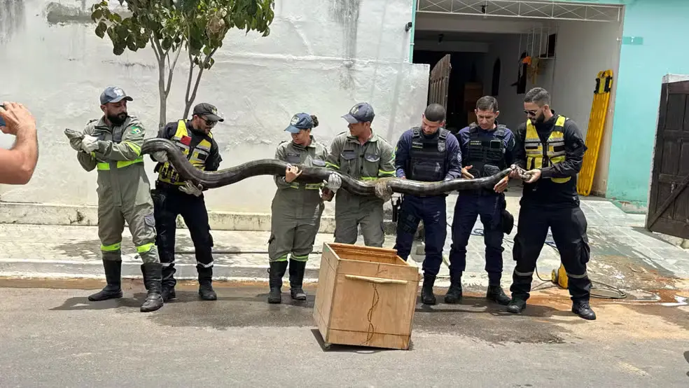 Grupo de profissionais segurando uma cobra grande em uma operação de resgate. O trabalho envolve segurança e preservação da fauna.