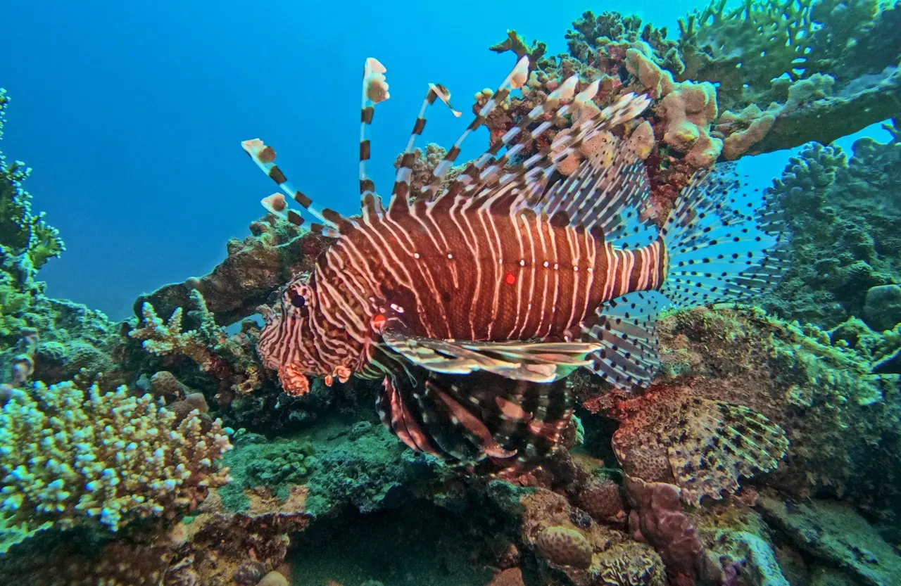 Imagem mostra peixe-leão nadando no mar. Maior peixe-leão do mundo é capturado em Fernando de Noronha; espécie é invasora e peçonhenta