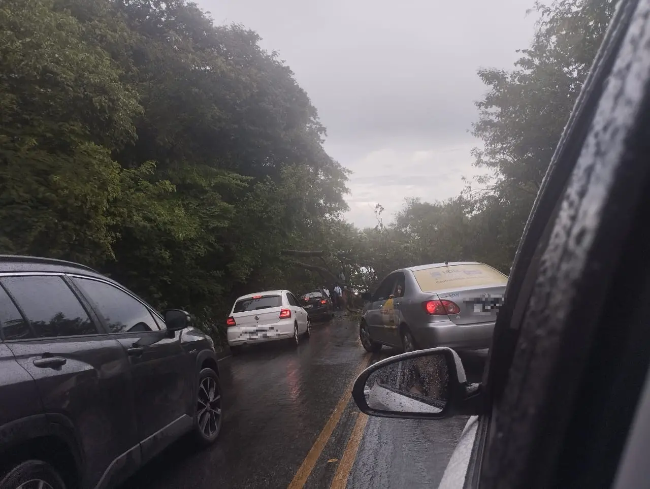 Imagem da notícia: BR-222 fica interditada nas duas faixas em Tianguá com queda de árvore