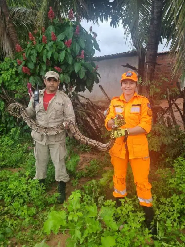 A cobra não possuía lesões aparentes e foi devolvida ao habitat natural pelos Bombeiros