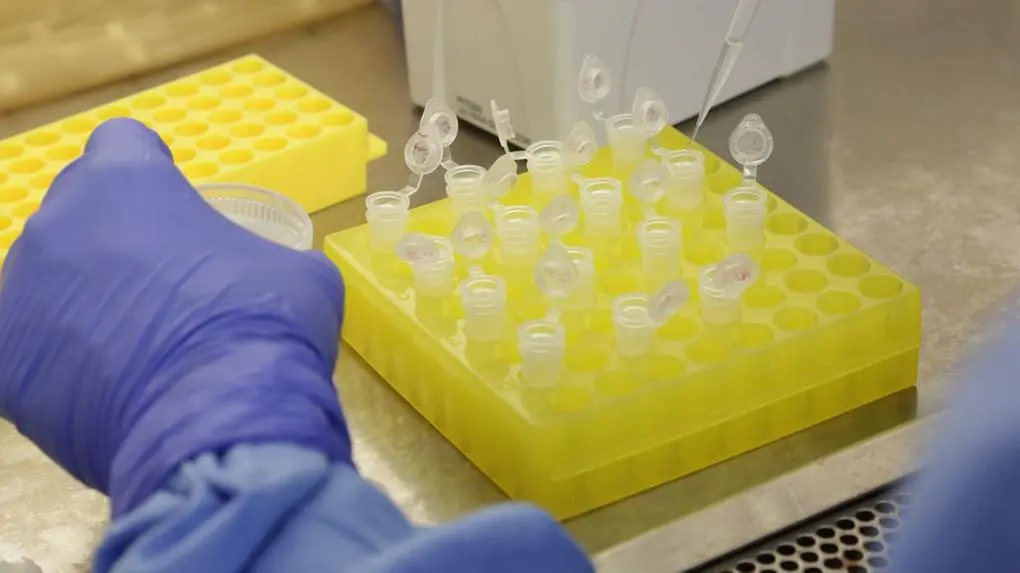 Imagem da notícia: Reino Unido confirma primeiro caso de gripe aviária em ovelha
