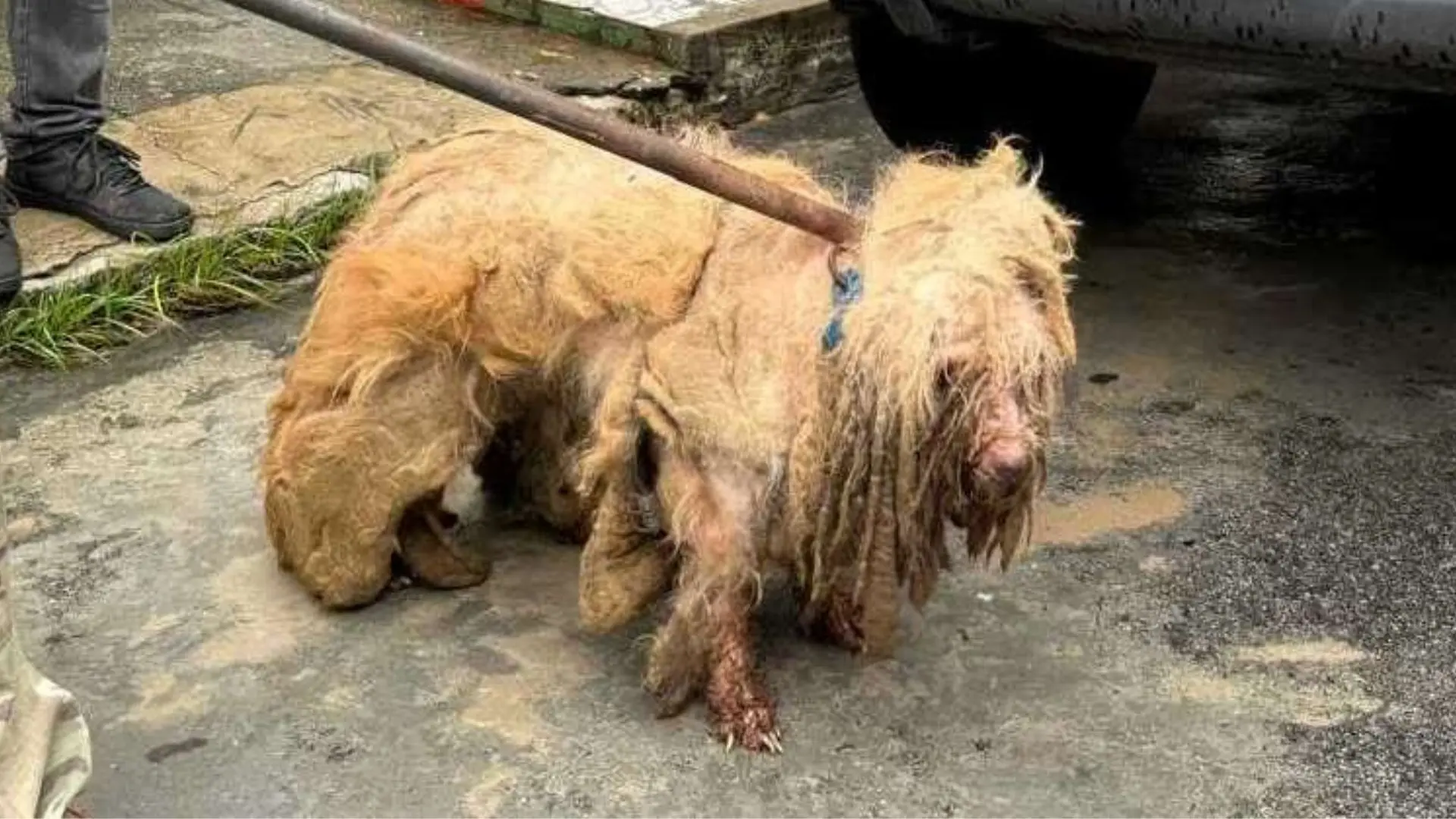 Imagem da notícia: Mulher é presa em flagrante por maus-tratos a cão poodle de 14 anos, em Fortaleza