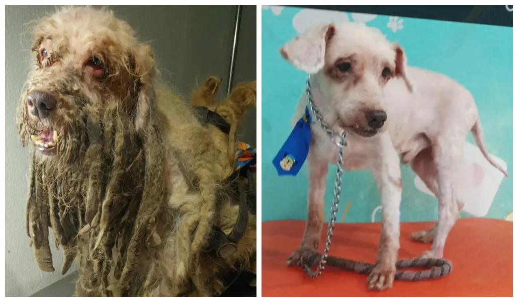Imagem da notícia: Veja como ficou poodle de 14 anos vítima de maus-tratos que foi resgatado em Fortaleza