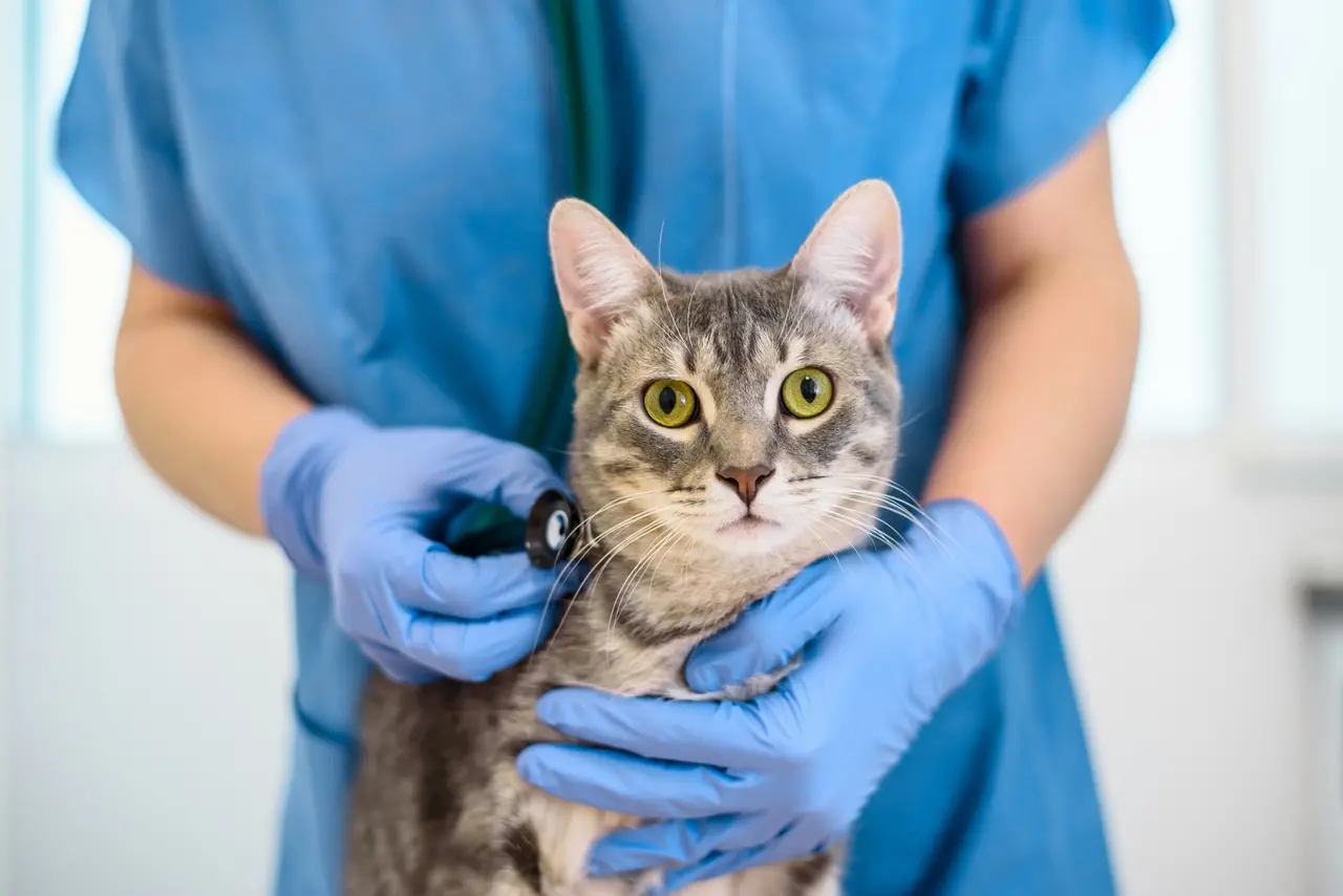 Veterinário examina gato cinza com olhos verdes, mostrando cuidados com a saúde animal em um ambiente clínico.