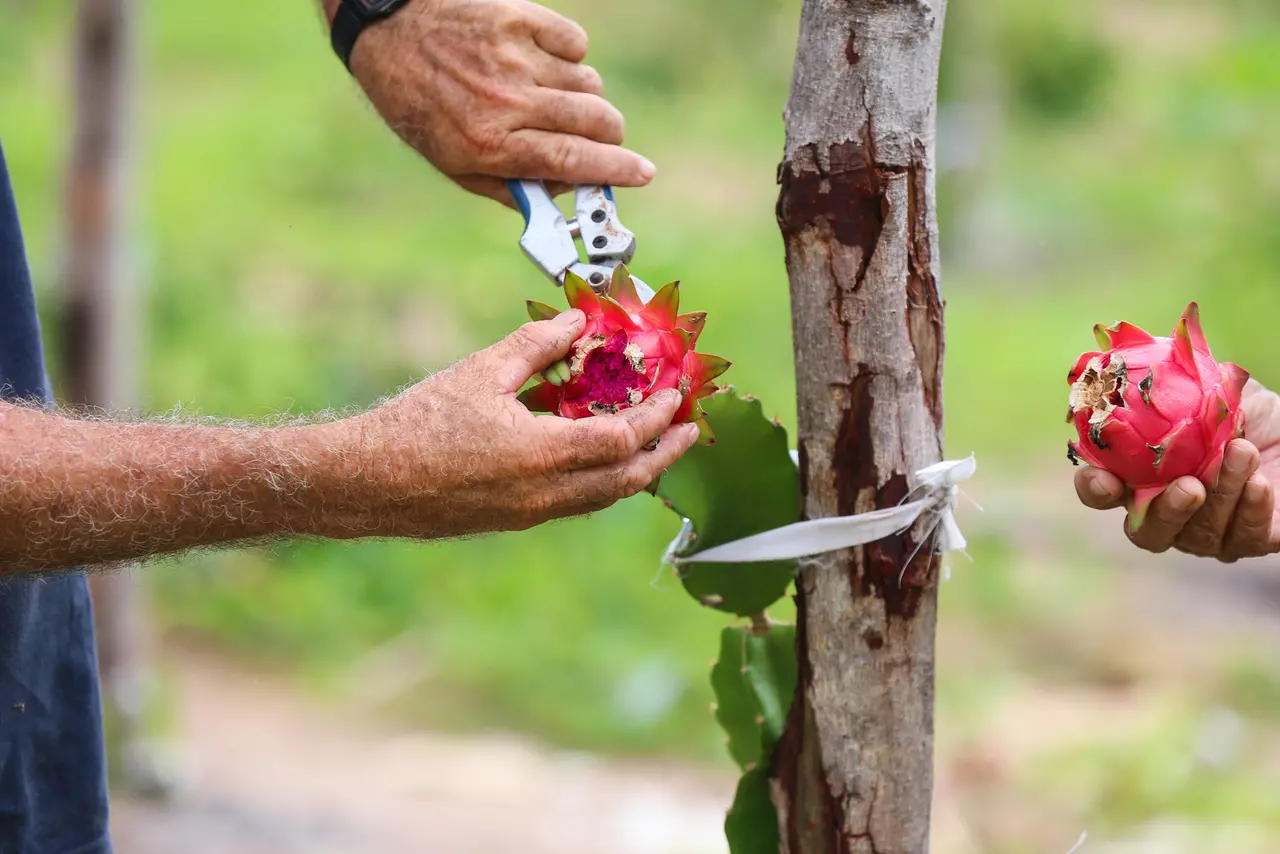 Foto mostra pitaya sendo coletada do cacto, enquanto outra mão aparece segurando uma pitaya