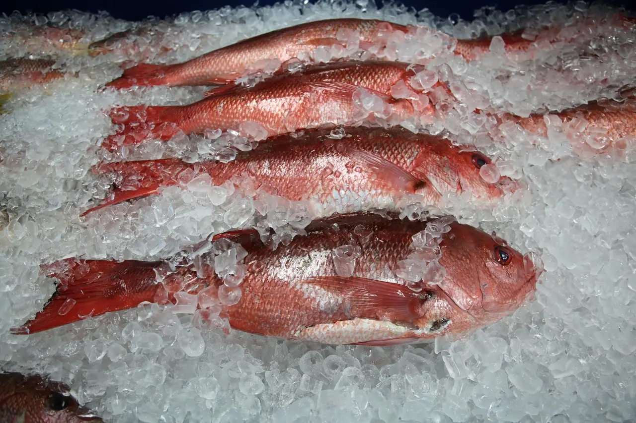 Imagem mostra peixes crus avermelhados dispostos sobre pedras de gelo para ilustrar melhores peixes para a semana santa
