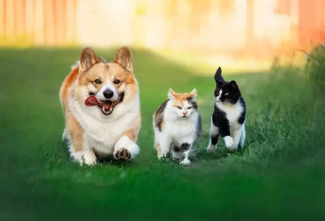 Cão e gato podem ter cadastro federal gratuito