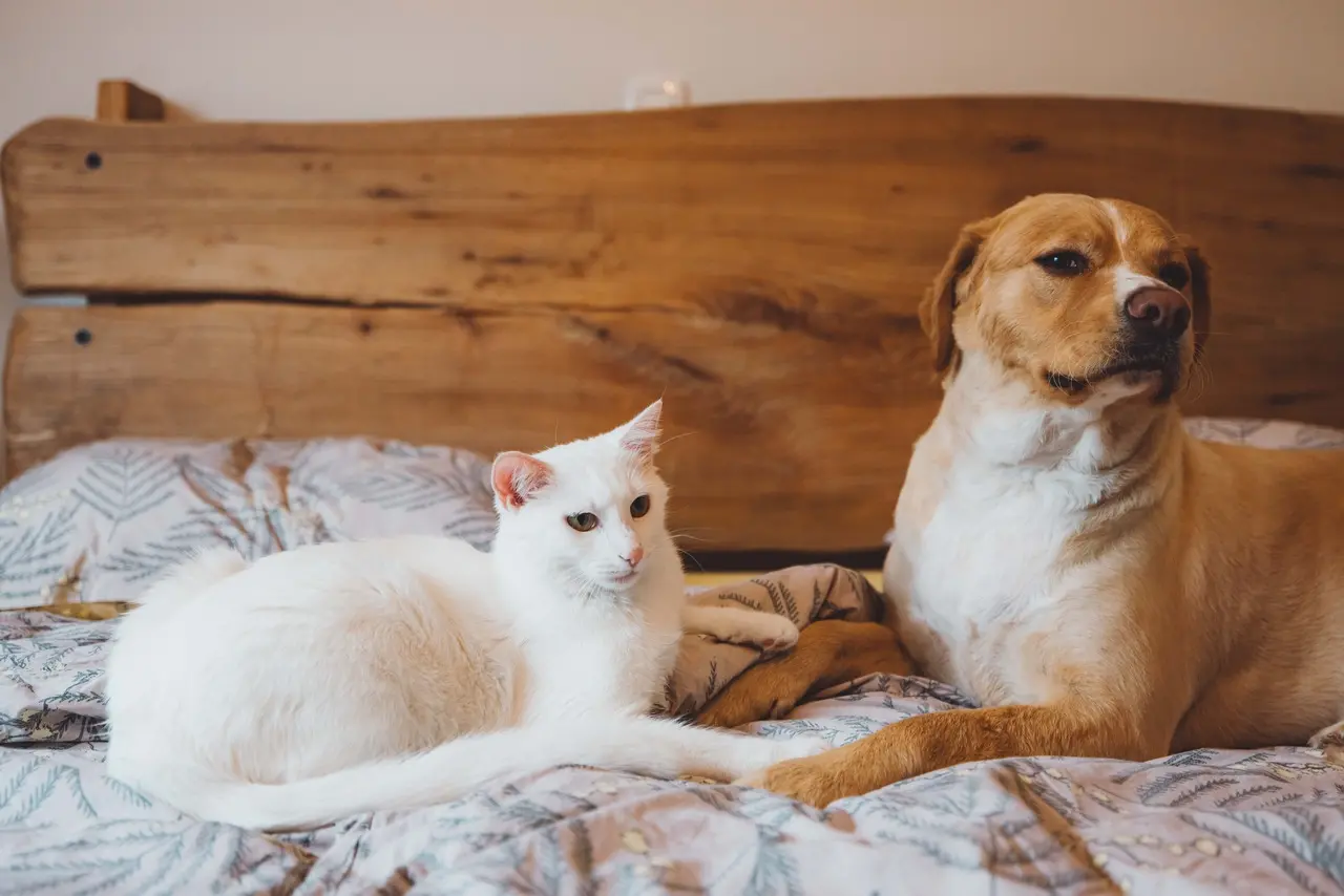 Cadastro deve ajudar tutores e protetores de animais e promover bem-estar para os pets