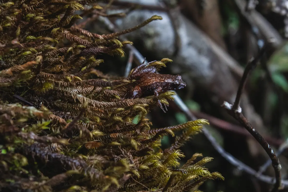 Imagem mostra a rãzinha em plantas com cores semelhantes, em tons marrons
