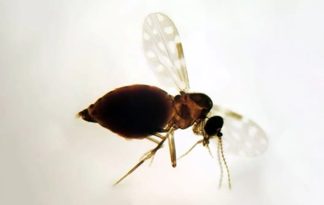 Imagem da notícia: Inteligência artificial deve mapear áreas do CE com mosquito transmissor da febre oropouche; entenda