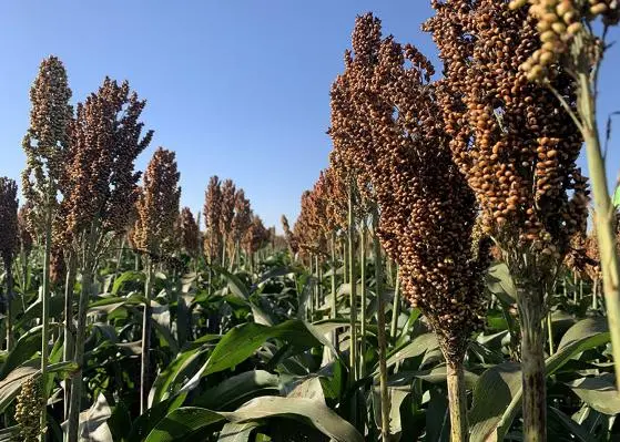 Imagem da notícia: Agro: Embrapa cria super sorgo que produz 6 tons por hectare