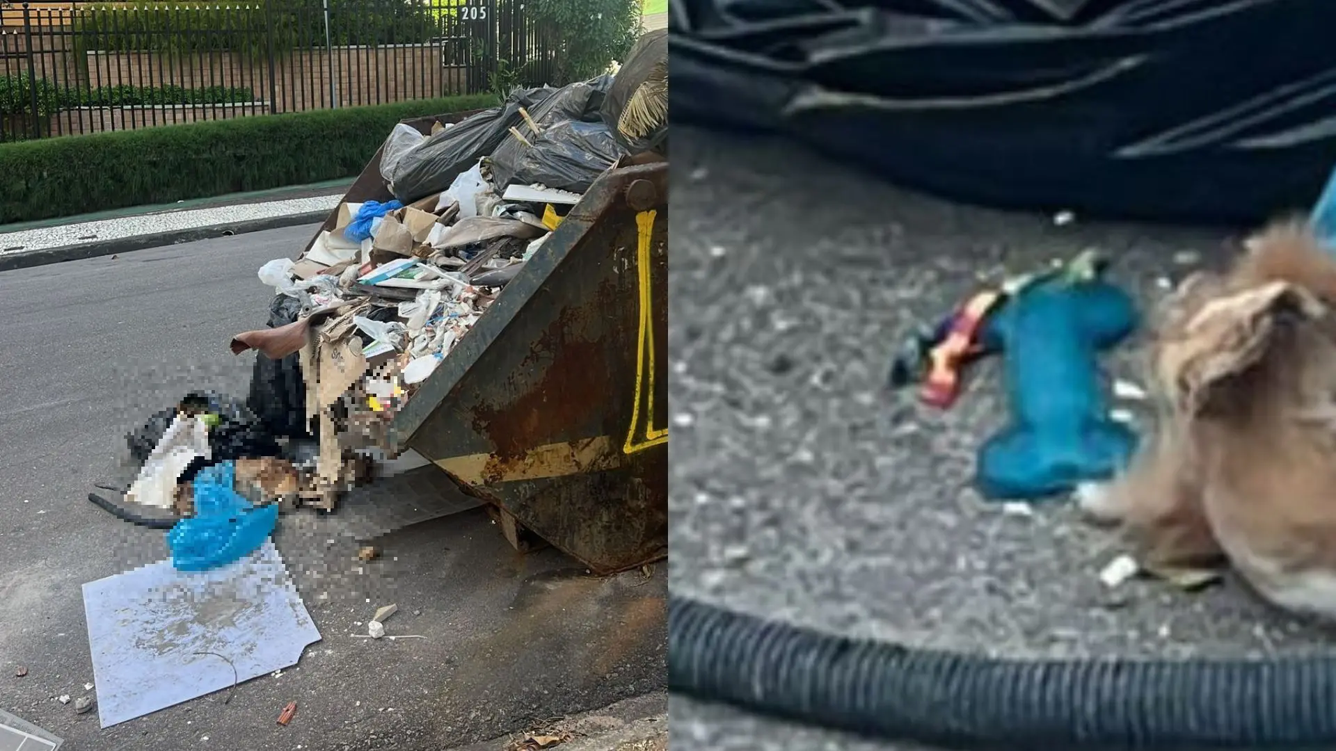 Imagem da notícia: Corpo de cachorro morto é abandonado no lixo com cama e brinquedos em área nobre de Fortaleza