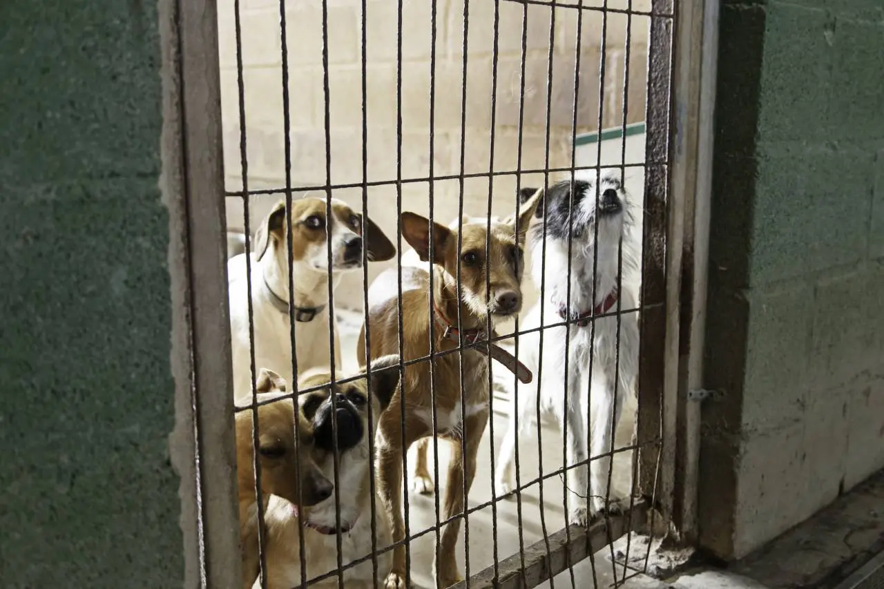 Cinco cães presos com grade