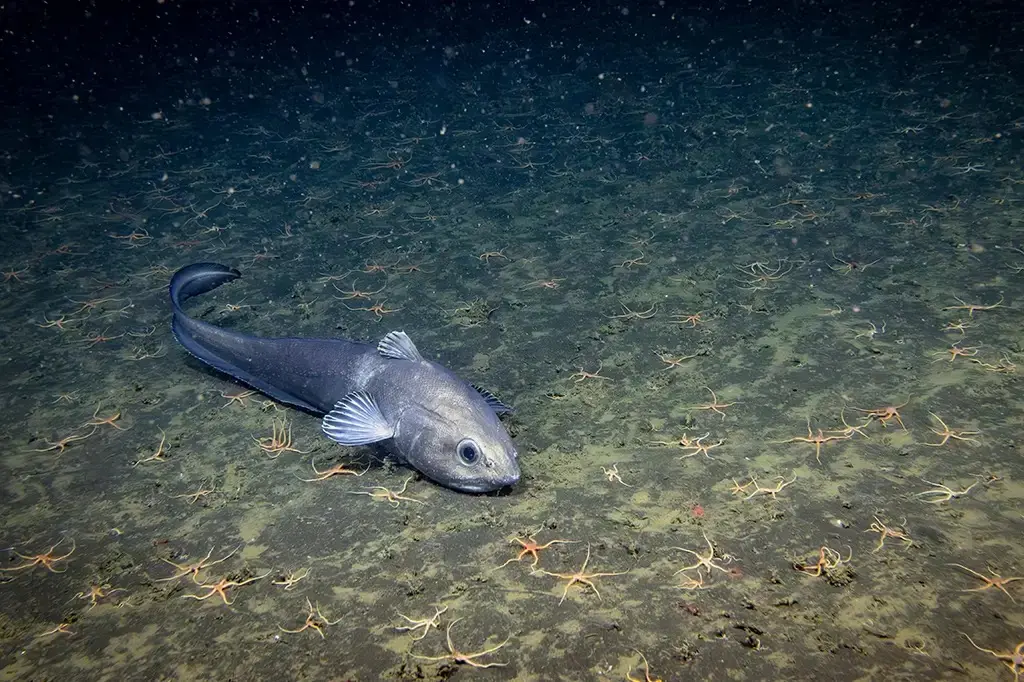 Imagem da notícia Estudo revela que humanidade viu somente 0,001% do oceano profundo 
