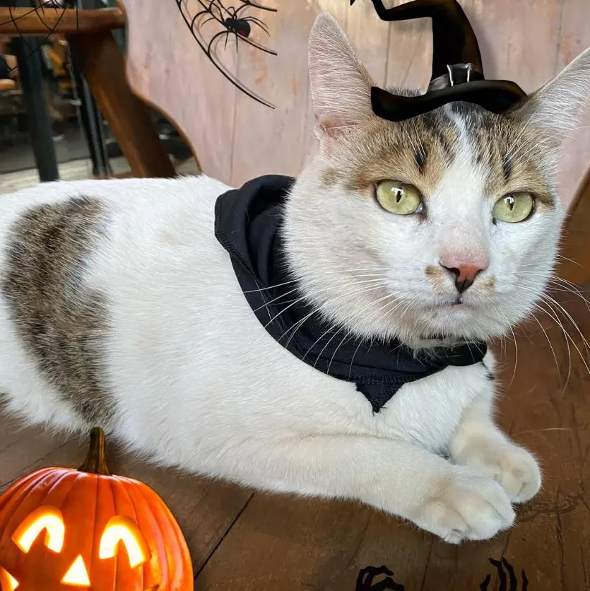 Imagem da notícia Gato enfrenta cachorro para salvar amiga em SP; veja vídeo viral