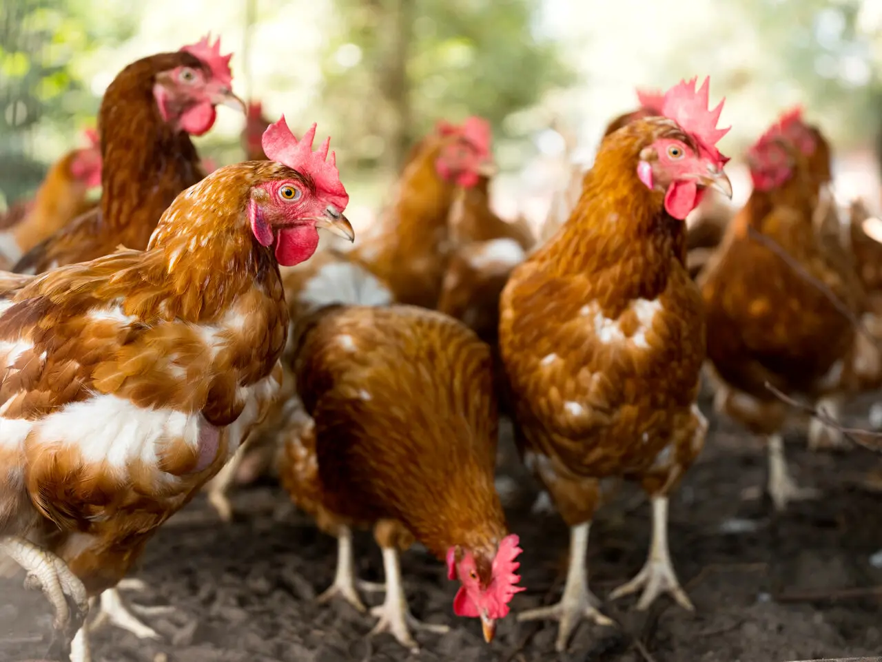 Imagem da notícia: Primeiro caso de gripe aviária em granja no Brasil é confirmado pelo Ministério da Agricultura