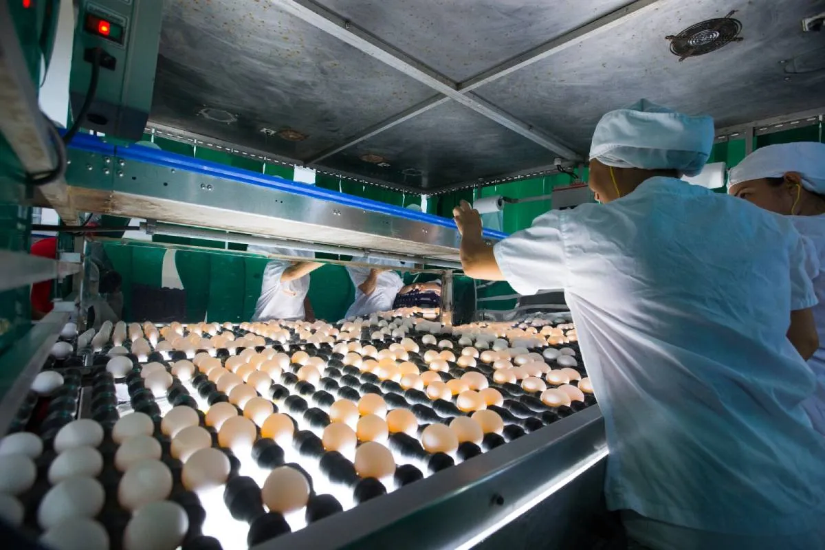 Na Atlântica Agroindustrial, 110 pessoas trabalham na granja localizada em Beberibe, exclusivamente na produção de ovos, sendo a maioria oriunda da própria comunidade
