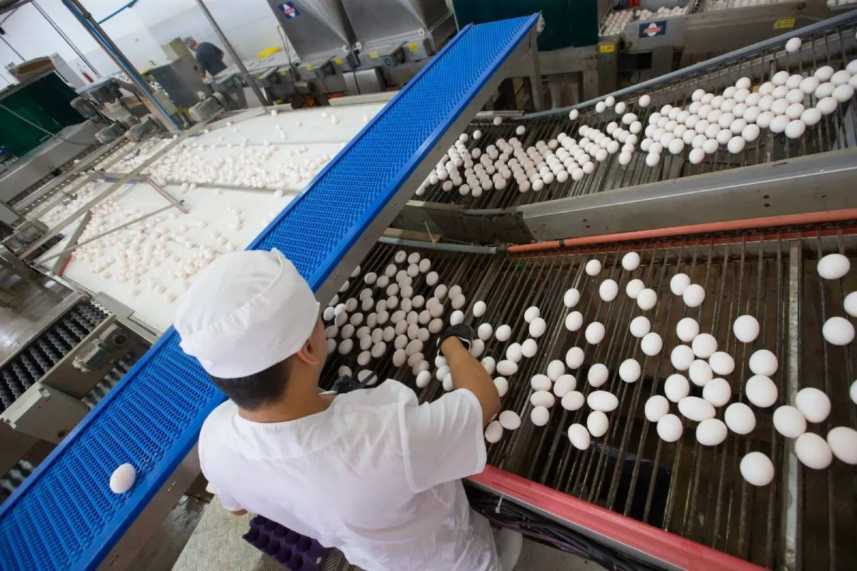 A produção de ovos é um dos principais pilares da economia de Beberibe