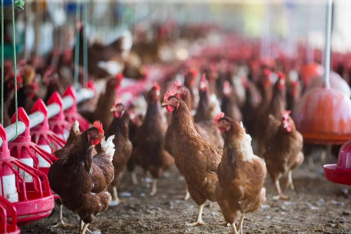 Imagem da notícia: Por que uma cidade do Ceará é uma das maiores produtoras de ovos do País e quais os impactos disso