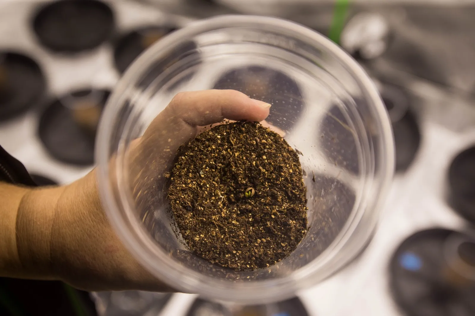 Plantação de cannabis na casa de Robervania é inicial, e tem começado a brotar