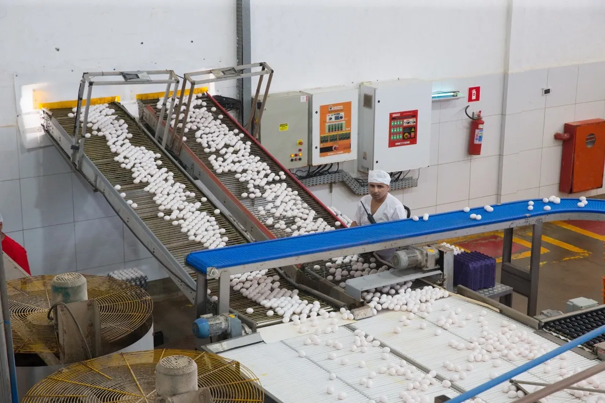 Os ovos percorrem as esteiras da imagem anterior até alcançarem as inclinadas no interior da fábrica, onde são direcionados aos funcionários para a triagem