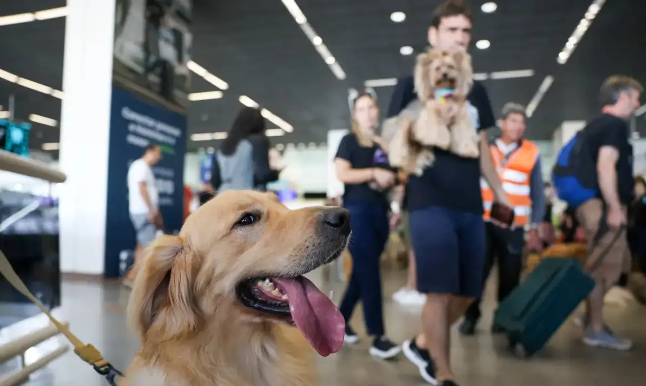 Imagem da notícia STJ decide que companhias aéreas podem negar embarque de animal de suporte emocional na cabine