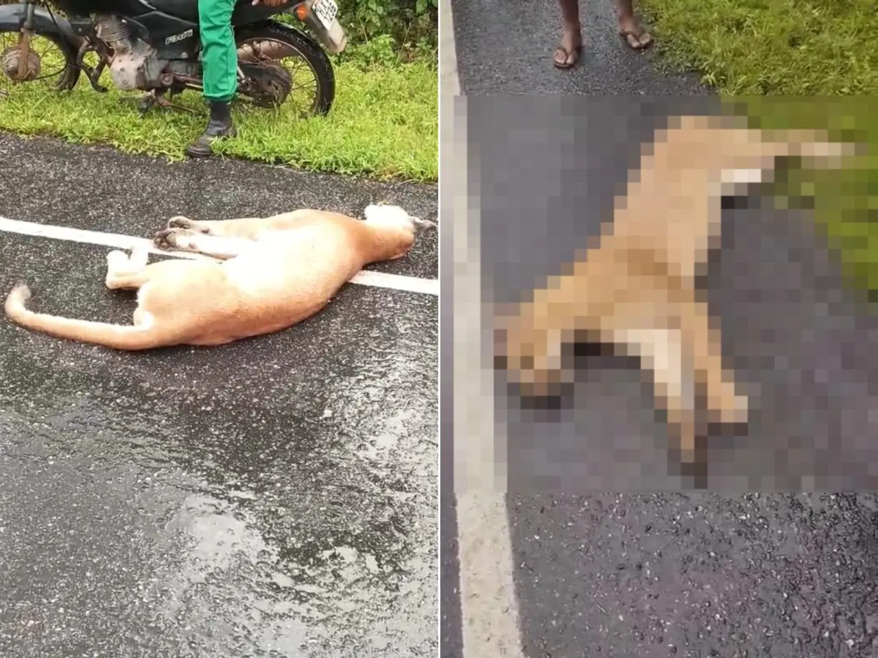 Imagem da notícia: Onça é encontrada morta em estrada do Ceará e moradores relatam fazer ‘sopa’ com restos do animal