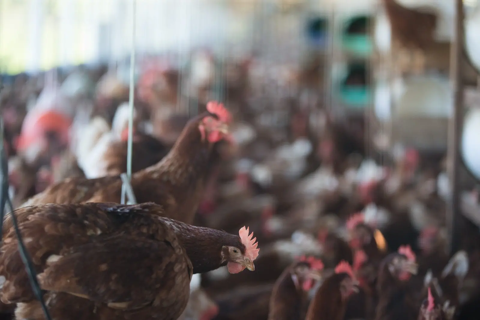 Imagem da notícia: Uruguai e Chile suspendem importação de carne de frango do Brasil por temor de gripe aviárIa