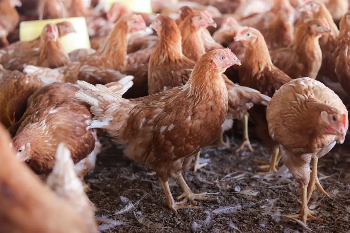 Imagem da notícia: Brasil pode obter status livre de gripe aviária em 28 dias, afirma Agricultura