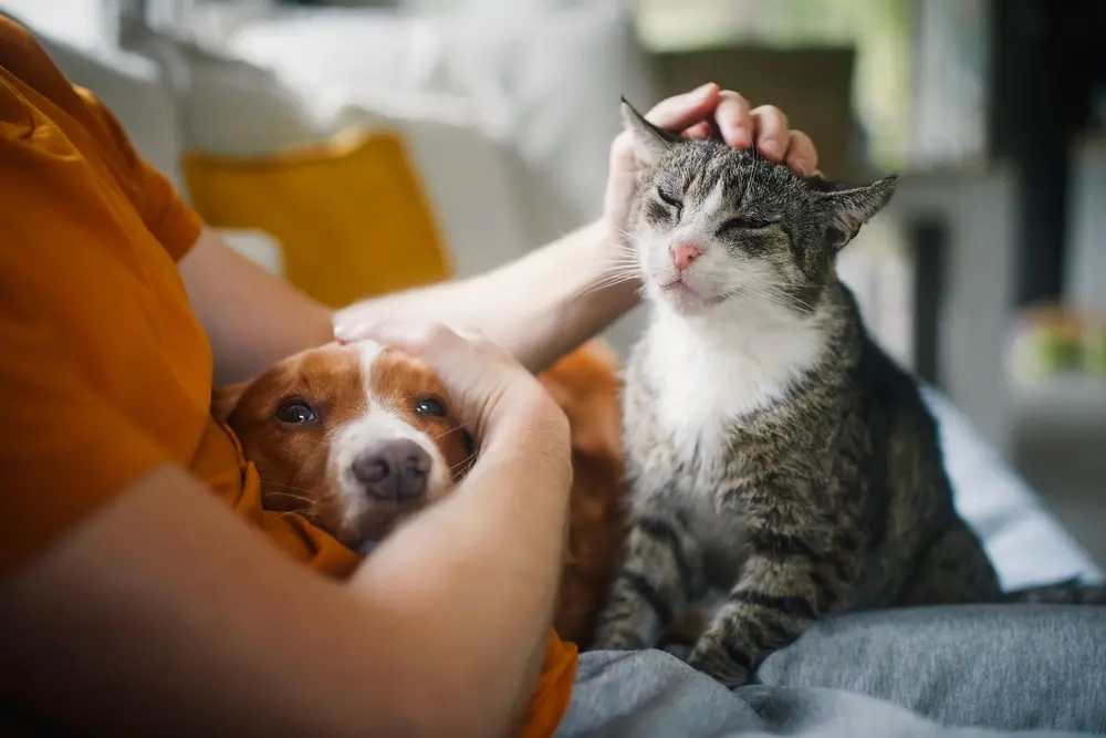 Imagem da notícia Senado aprova PL que proíbe tatuagens e piercings em cães e gatos