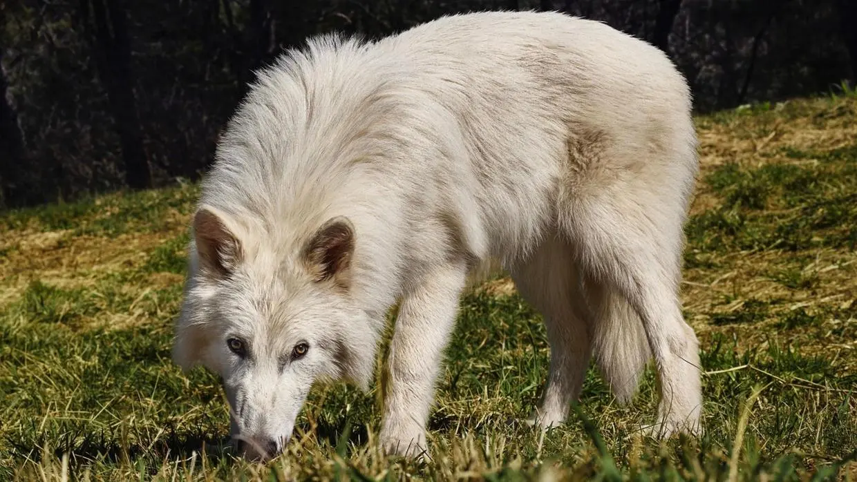 Imagem da notícia Cientista responsável pelo ‘retorno’ de lobo-terrível admite ser impossível recriar espécie extinta