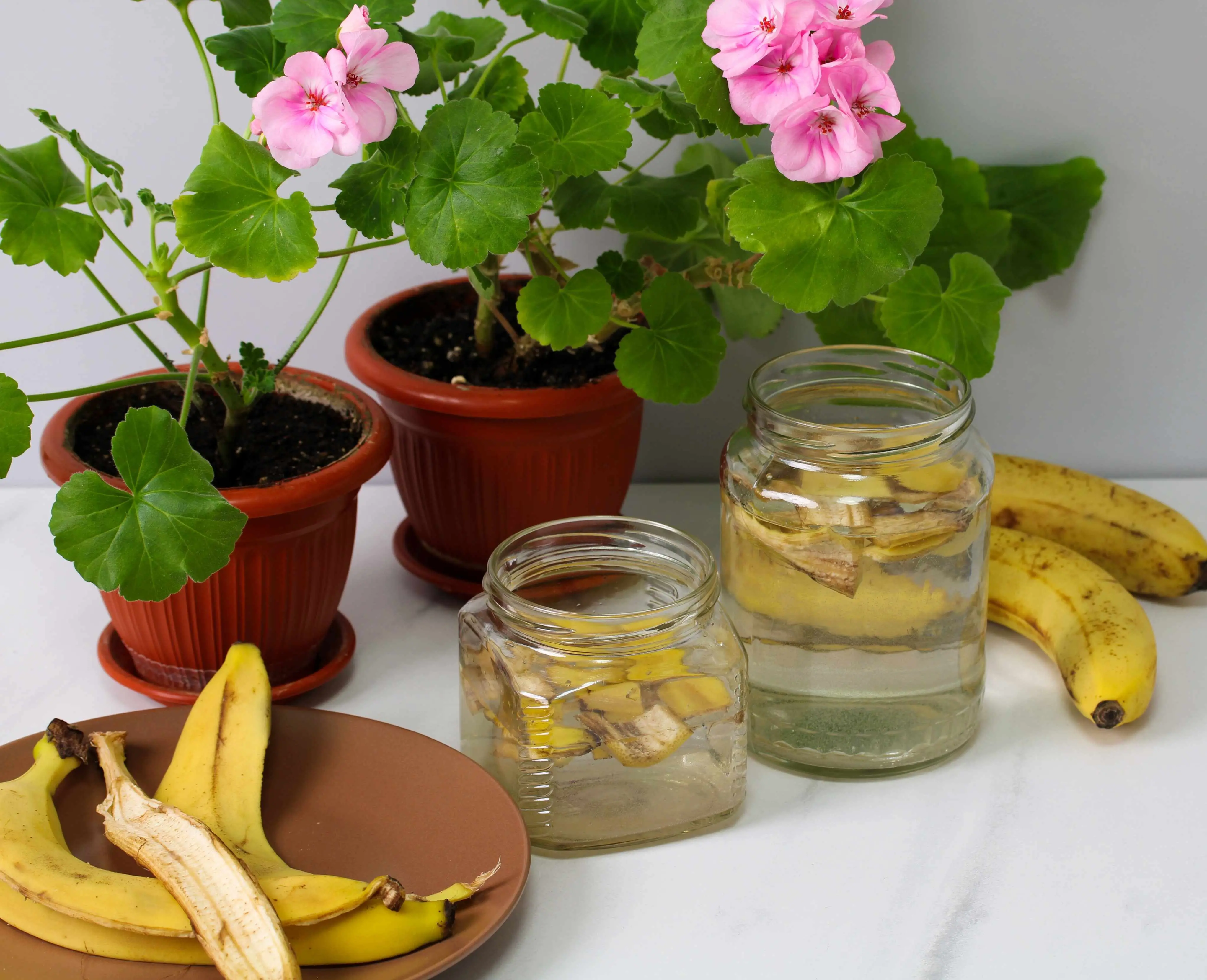 Imagem da notícia: Não jogue cascas de banana fora: veja por que se recomenda colocá-las em um pote com água