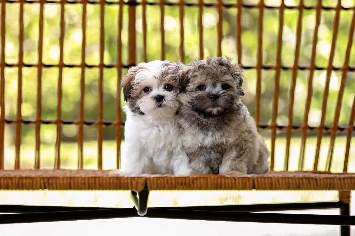 Cachorros shih-tzu juntos