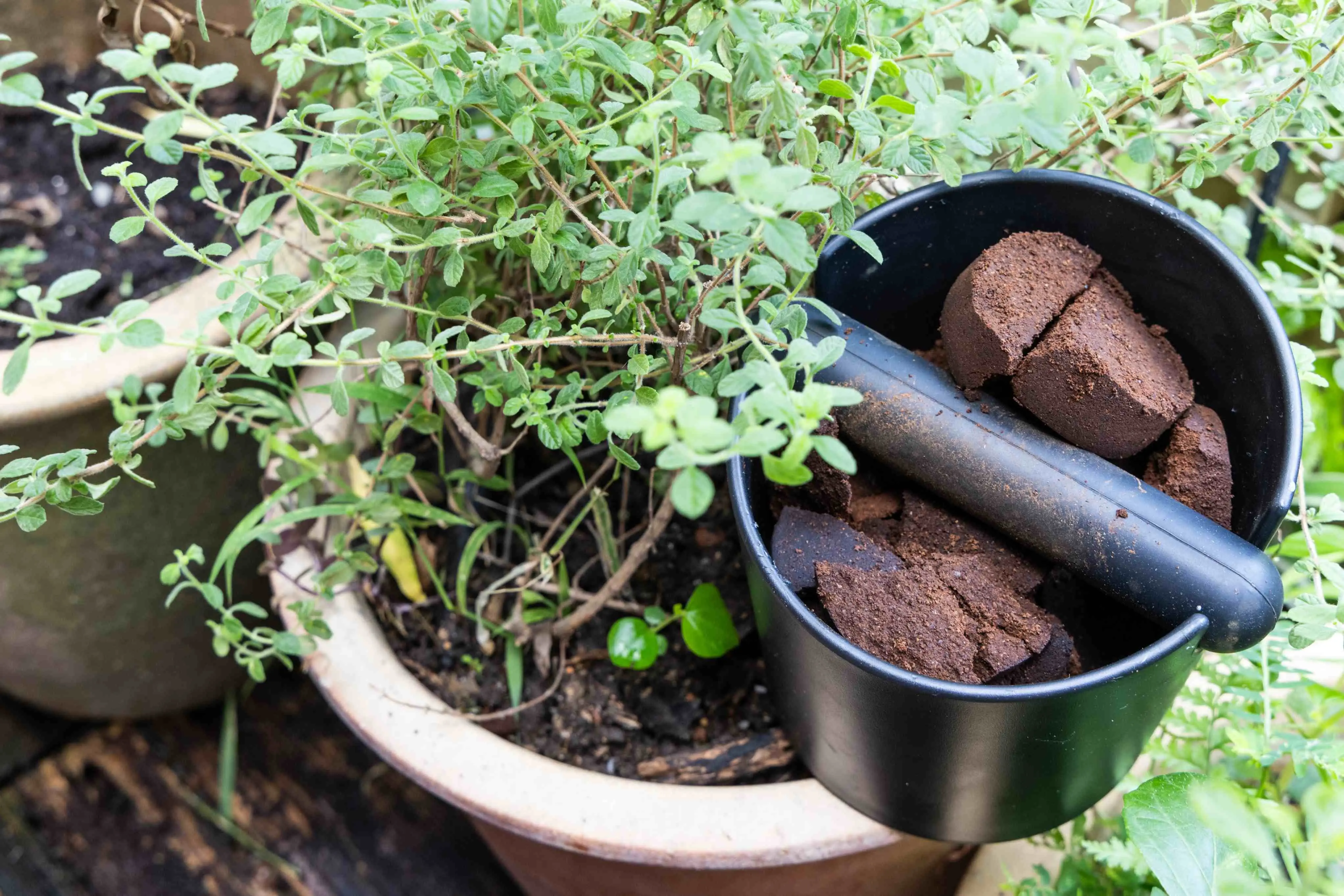 Imagem da notícia: Borra de café serve como adubo? Veja as plantas que crescem mais fortes com essa opção natural