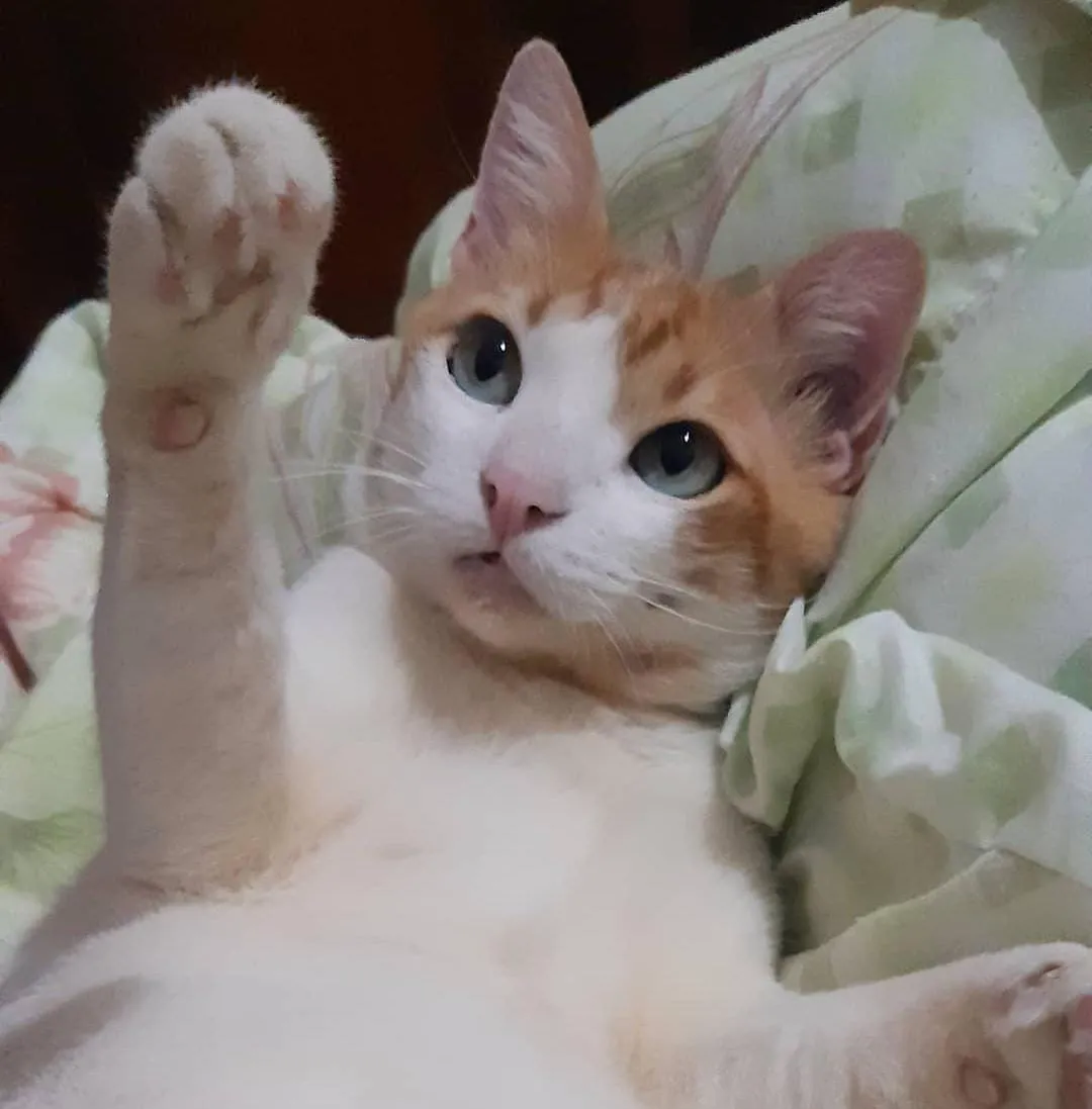 Tutora oferece recompensa de R$ 500 para quem ajudar a encontrar o animal
