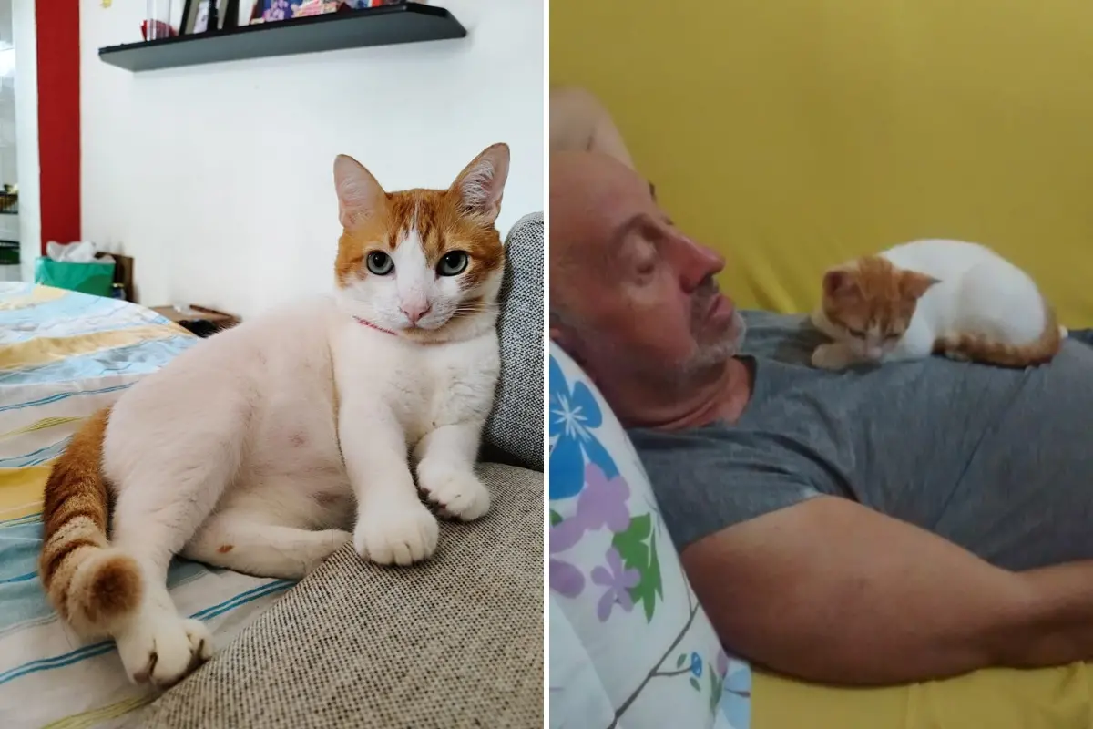 Imagem da notícia: Gato foge de caixa de transportadora ao chegar em Fortaleza vindo de Salvador; tutora dá recompensa