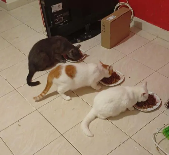 Registro de Amora, Nêgo e Xanivaldo, antes do desaparecimento do gato laranja