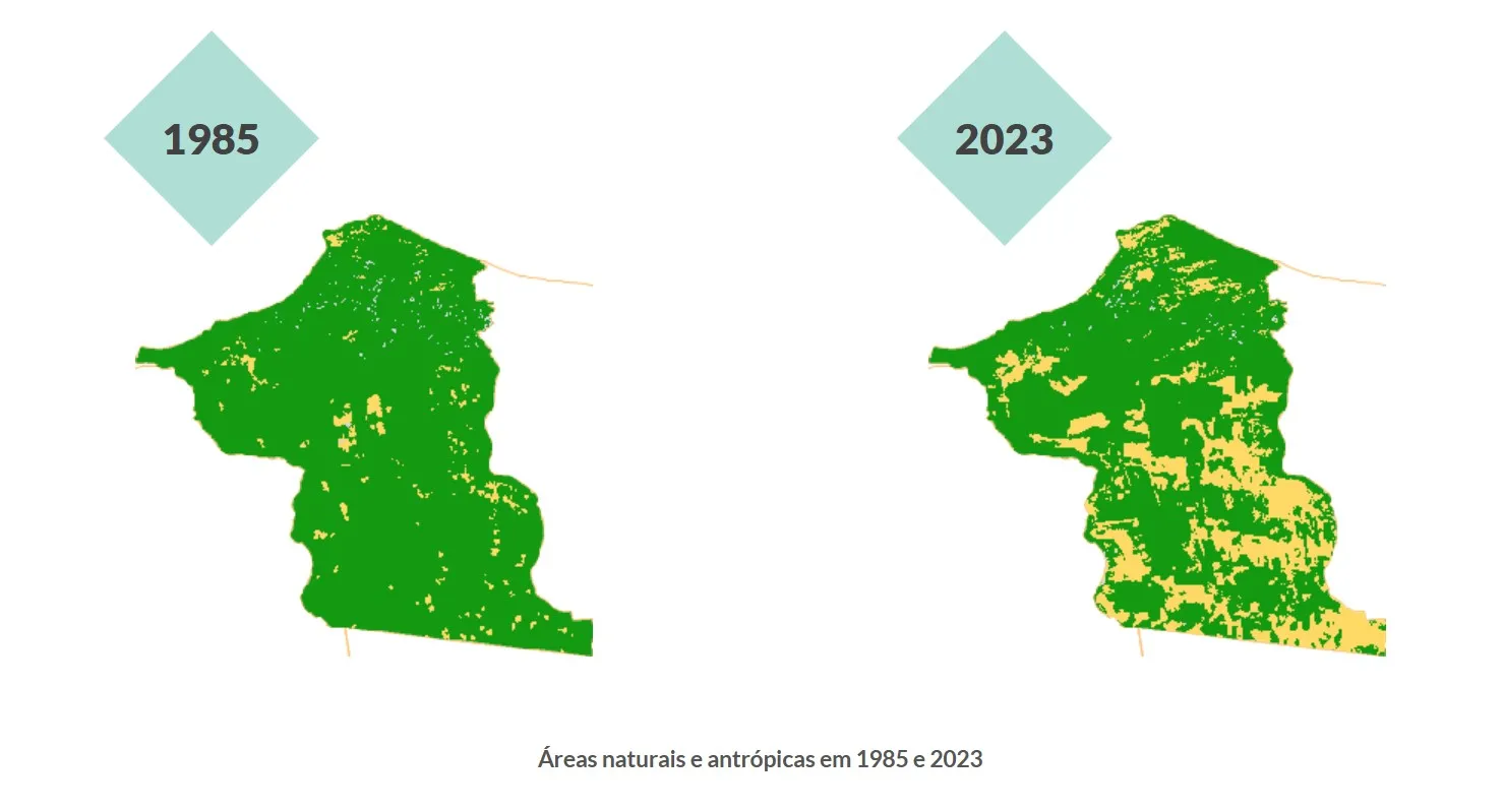Comparativo do MapBiomas mostra avanço de áreas modificadas (em amarelo) sobre o ambiente natural de Jijoca de Jericoacoara; área da Vila fica na parte superior direita