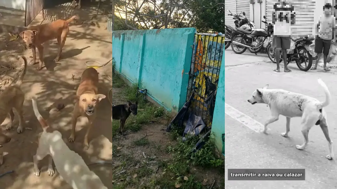Imagem da notícia: ONG denuncia 'carrocinha' e morte de cachorros em Umirim, no CE, e prefeito nega acusações