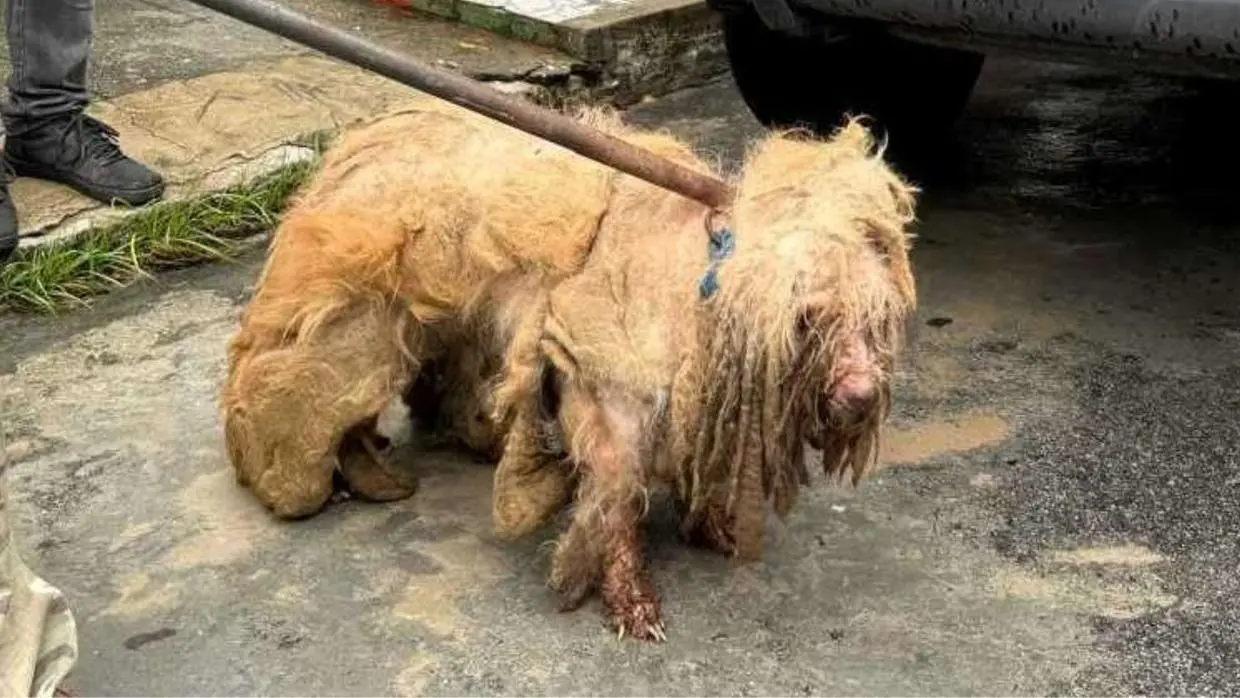 Imagem da notícia Indiciados por maus-tratos, ex-tutores de Scooby fecham acordo de R$ 20 mil e renunciam cão