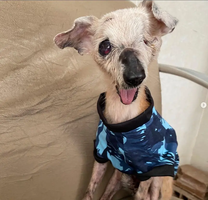 Foto do cachorro Pingo, de 21 anos, apelidado de 'cachorro fóssil'