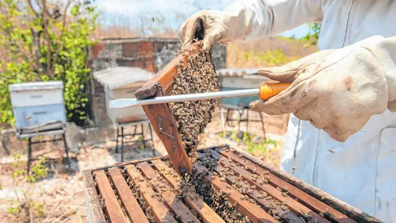 Imagem da notícia: Mel cearense conquista Estados Unidos, e país consome mais de 90% do produto exportado pelo Estado