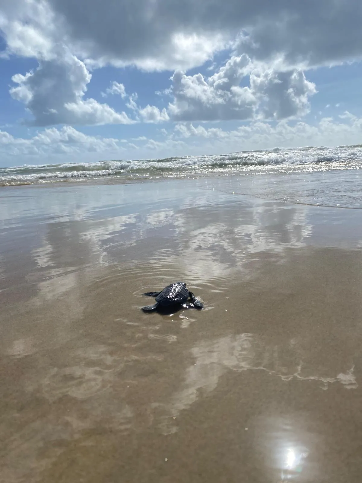 Uma pequena tartaruga-oliva (Lepidochelys olivacea) ganhando o mar