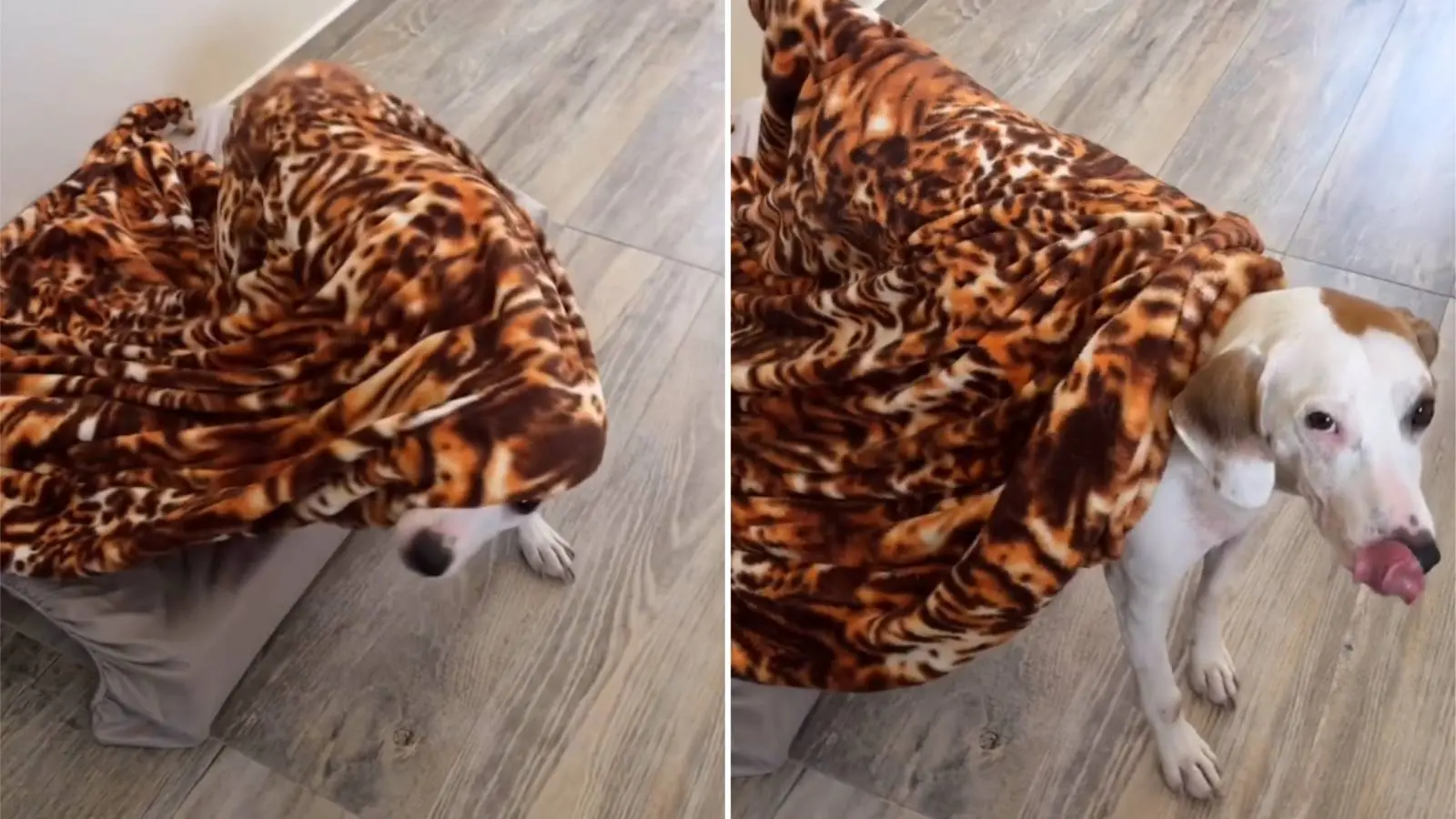 Colagem mostra o cachorro, chamado Costelinha, sendo acordado por tutora e saindo debaixo de cobertas em vídeo que viralizou nas redes sociais