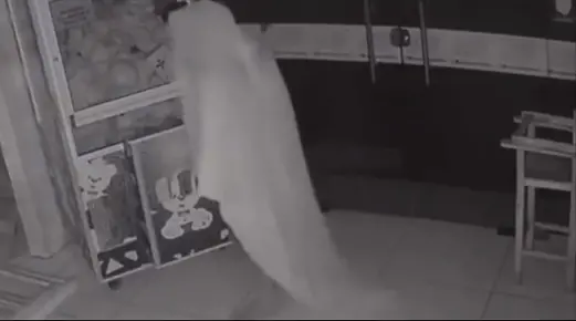 Imagem da notícia: 'Ladrão fantasma': Homem coberto por lençol é flagrado invadindo loja de açaí em Fortaleza