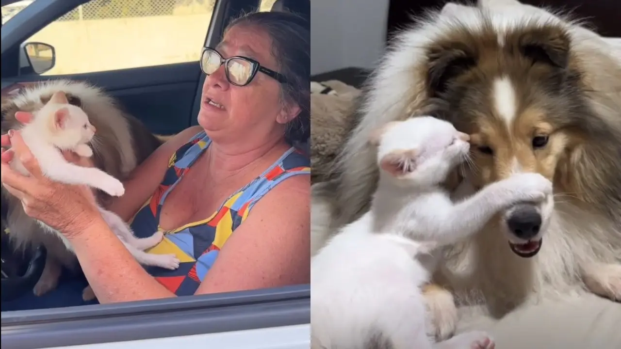 Vídeo de Castanha, da raça sheltie, e o gatinho Valentim ganharam dezenas de curtidas em redes sociais