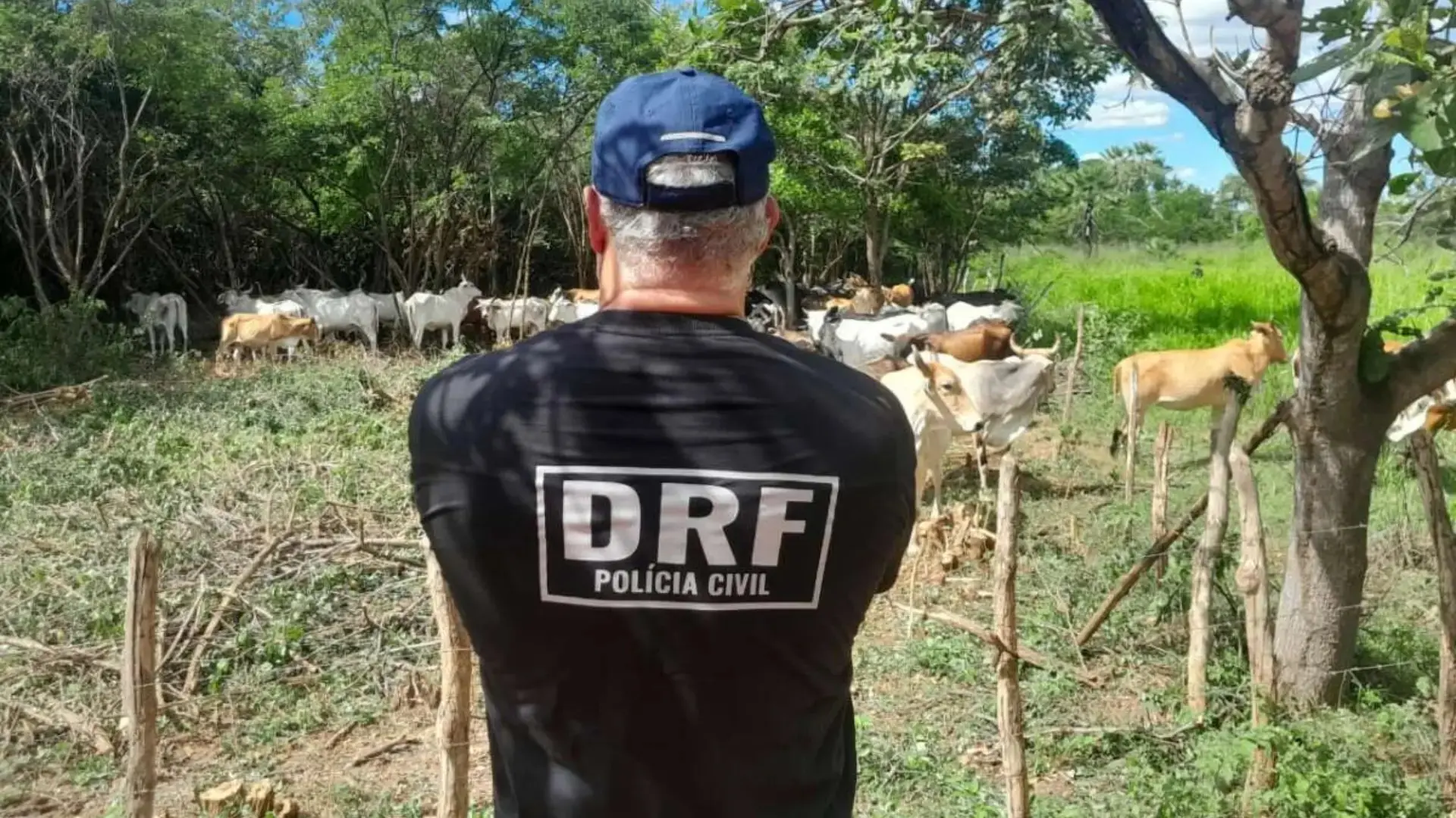 Imagem da notícia: Operação no Ceará apreende animais de grande porte furtados avaliados em cerca de R$ 735 mil