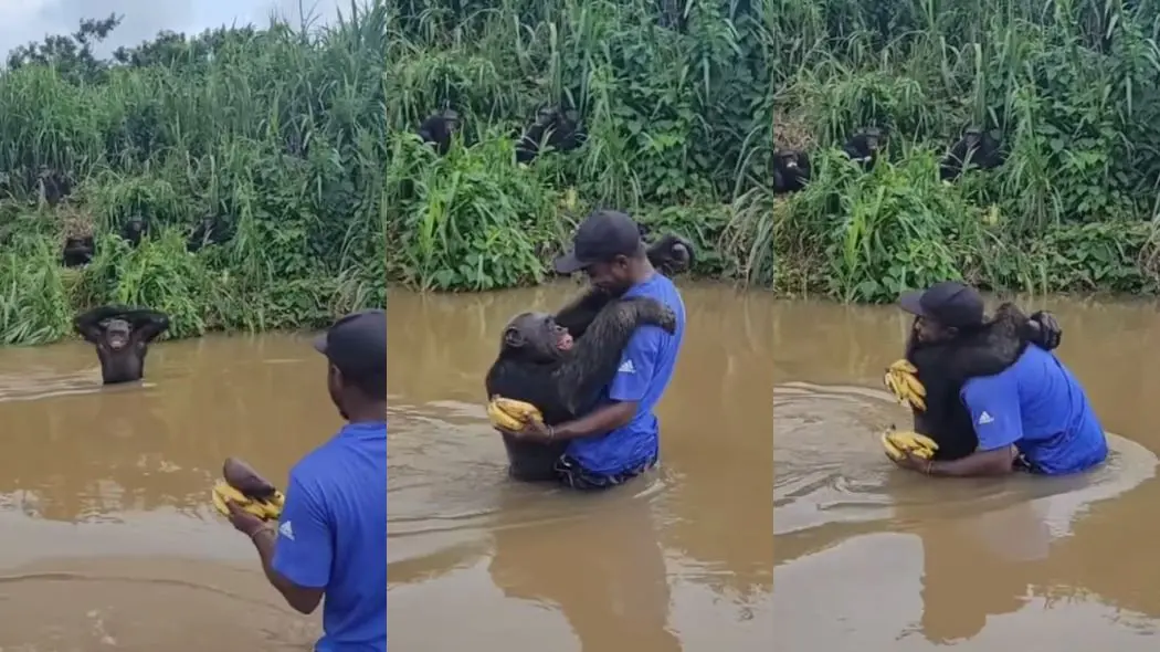 Imagem da notícia Chimpanzé abraça cuidador após reconhecê-lo em santuário e vídeo viraliza