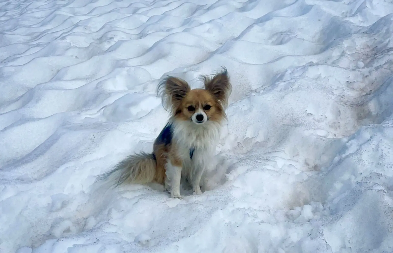 Cão da raça chihuahua